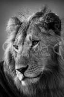Mono close-up of male lion with catchlights