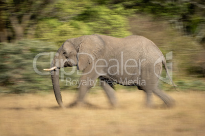 Slow pan of striding African bush elephant