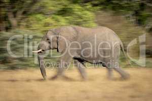 Slow pan of striding African bush elephant