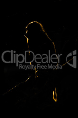 Golden silhouette of olive baboon in darkness