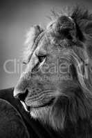 Mono close-up of male lion looking left