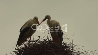 a couple of stork