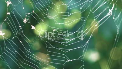A spider web on a background of green forest