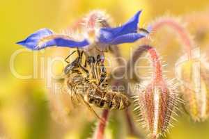 bee on flower of a borage