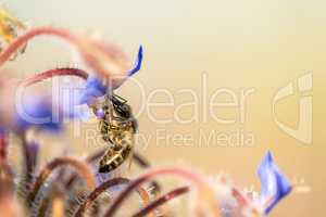 bee on flower of a borage