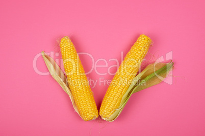 two ripe yellow corn cobs on a pink background