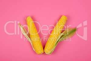 two ripe yellow corn cobs on a pink background