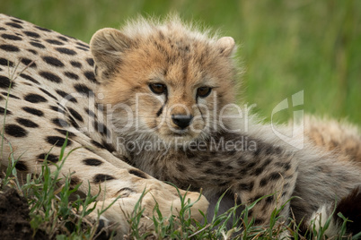 Cheetah cub lies snuggling up with mother