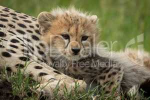 Cheetah cub lies snuggling up with mother
