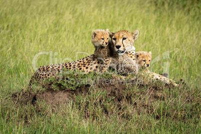 Cheetah cubs lie on mound by mother