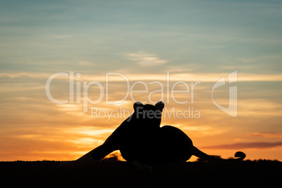 Lioness lying silhouetted at dawn stretching leg