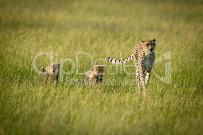 Female cheetah and two cubs cross savannah