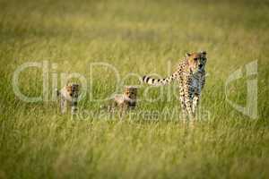 Female cheetah and two cubs cross savannah