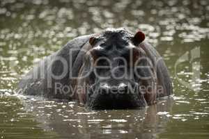 Hippo stares menacingly at camera from river