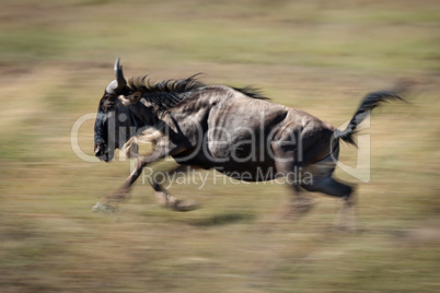 Slow pan of blue wildebeest galloping past