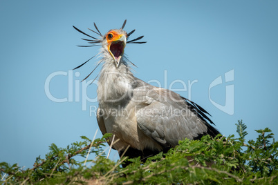 Secretary bird perched in tree opens mouth