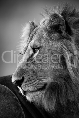 Mono close-up of male lion looking left