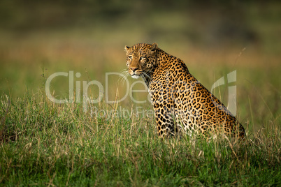 Male leopard sits staring in long grass