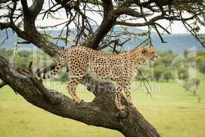 Male cheetah stands in tree scanning grassland