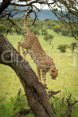 Male cheetah prepares to jump from tree