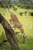 Male cheetah about to jump from tree