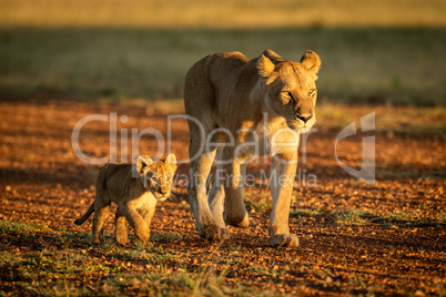 Lioness walking along gravel airstrip by cub