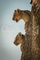 Lion cubs look out from tree trunk