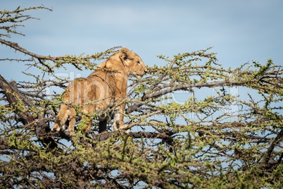 Lion cub stands in thornbush looking out