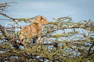 Lion cub stands in thornbush looking out