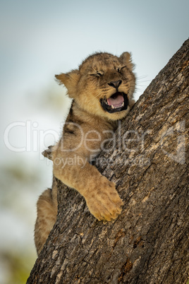 Lion cub lies yawning on tree trunk