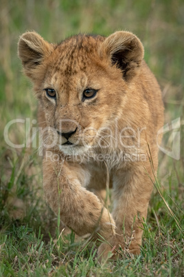 Lion cub crosses long grass lifting paw