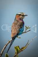 Lilac-breasted roller with catchlight on leafy branch