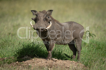 Common warthog stands on mound eyeing camera
