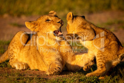 Close-up of lion cubs fighting in grass