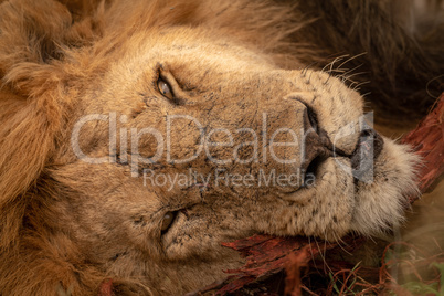 Close-up of sleepy male lion on log