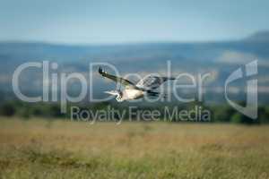 Black-headed heron flies over savannah in sunshine