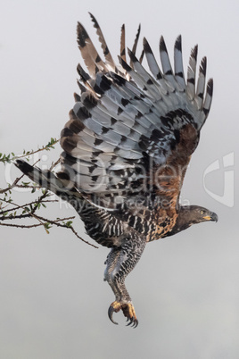 African crowned eagle taking off from branch