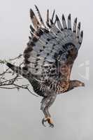 African crowned eagle taking off from branch