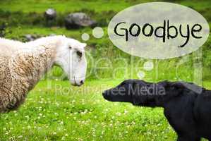 Dog Meets Sheep, English Text Goodbye, Norway