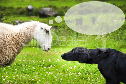 Dog Meets Sheep, Speech Balloon, Copy Space