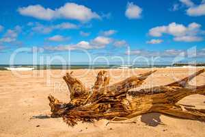 Driftwood at a beach of the Baltic Sea