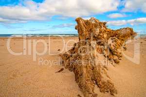 Driftwood at a beach of the Baltic Sea