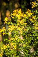 St. John wort, medicinal plant with flower