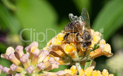 European honey bee, Apis mellifera