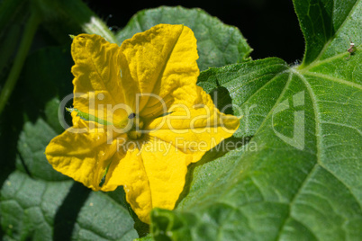 Cucumber, Cucumis sativus