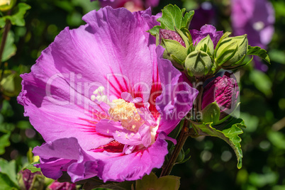 Rose althea, Hibiscus syriacus
