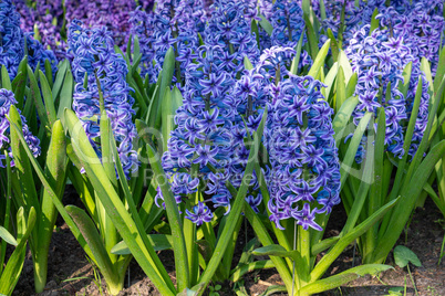 Common Hyacinth, Hyacinthus orientalis