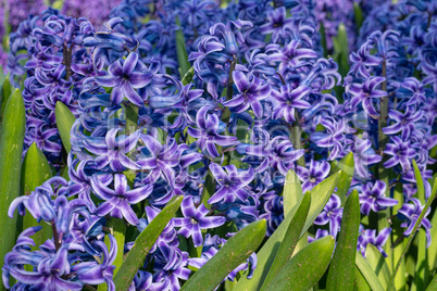 Common Hyacinth, Hyacinthus orientalis
