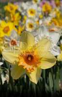 Daffodil, Narcissus