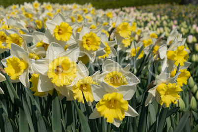 Daffodil, Narcissus